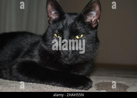Eine schwarze Katze mit gelben Augen liegt auf dem Boden auf dem Teppich und schaut auf die Kamera. Der Hintergrund ist unscharf Stockfoto