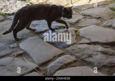 Eine alte graue, obdachlose Katze läuft auf dem alten Steinpflaster mit Steinen verschiedener Formen. Seitenansicht Stockfoto