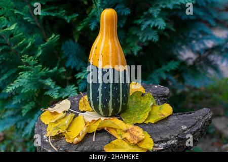 Lang gestreifter Kürbis oder Kürbis auf einem Holztisch, der mit herbstbunten Blättern bedeckt ist Stockfoto