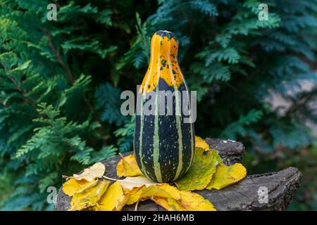 Lang gestreifter Kürbis oder Kürbis auf einem Holztisch, der mit herbstbunten Blättern bedeckt ist Stockfoto