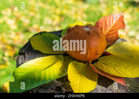 Kürbis Zombie Hybrid auf einem Holztisch mit herbstbunten Blättern, die vom Sonnenuntergang erleuchtet sind Stockfoto