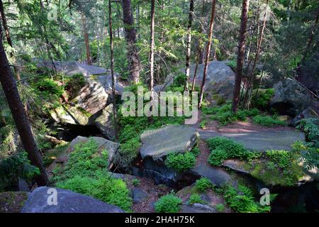 Ein Haufen verstreuter großer Steinbrocken, bedeckt mit grünem Moos und Gras in einem dichten, kegeligen Wald Stockfoto