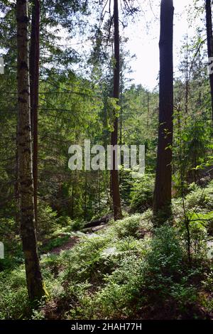 Grüner Sommerwald oder Park ohne Menschen, Tiere und Vögel. Stockfoto