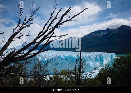 Seitenansicht des Perito Moreno Gletschers im Los Glaciares Nationalpark, Argentinien durch Baumzweige des Magellanischen subpolaren Waldes Stockfoto