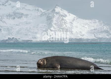 Die Elefantenrobbe liegt im Meer in der Salisb ury Plains, Falklandinseln, mit einer schneebedeckten Berglandschaft dahinter Stockfoto