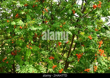 Zweige mit Trauben von reifer Bergasche aus nächster Nähe. Im Hintergrund die Äste dieses Baumes Stockfoto