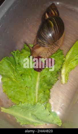 Tierschnecke Achatina frisst Himbeeren und Salatblätter Stockfoto