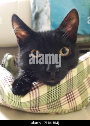Junge Hauskatze mit glattem, kurzem Haar und langen Ohren Stockfoto