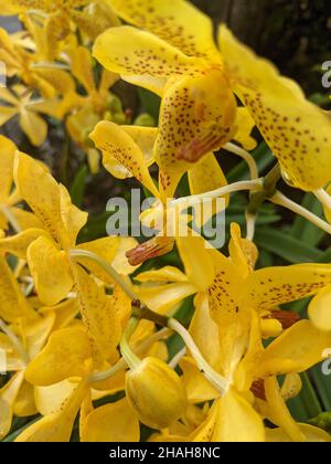 Vertikale Nahaufnahme von orangen Orchideen in einem Park Stockfoto