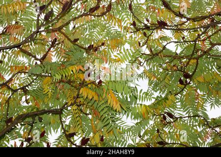 Laubkrone eines Baumes mit herbstlichen gelben und grünen Blättern, durch die der Himmel scheint. Über den gesamten Rahmen Stockfoto
