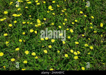 Ein Feld mit einer Vielzahl von Wildblumen und grünem Gras auf dem ganzen Rahmen. Stockfoto