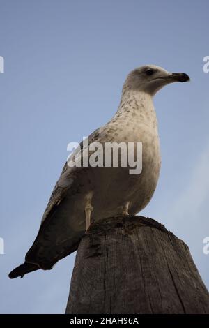 Eine Möwe sitzt aus der Nähe auf einem Holzvorsprung und blickt in die Ferne. Von unten fotografiert Stockfoto