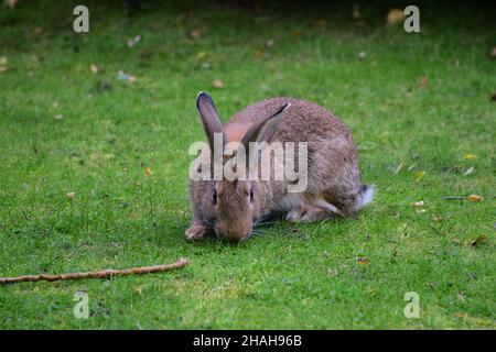 Ein großer Hase sitzt auf dem grünen Sommerrasen und isst es Stockfoto
