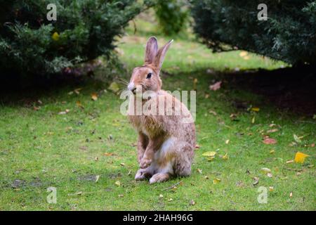 Ein großer Hase mit langen stehenden Ohren sitzt auf dem grünen Sommerrasen Stockfoto