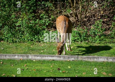 Junge weibliche sika-Hirsche, die im Herbstpark spazieren und grünes Gras in der Nähe der Betongrenze am Straßenrand essen Stockfoto