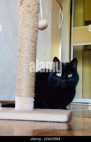 Eine schwarze Katze mit gelben Augen auf dem Hintergrund einer steinernen Küchenwand blickt hinter einem Kratzbaum hinaus und schaut auf die Kamera. Stockfoto