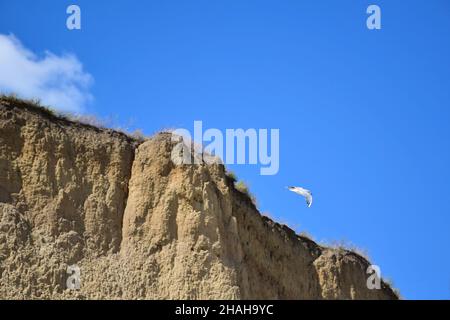 Eine Möwe fliegt in der Nähe einer sandigen, schieren Klippe vor dem Hintergrund eines strahlend blauen Himmels. Unscharfer Hintergrund Stockfoto