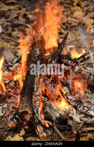 Feuerholz und glühende Holzscheite, die bei einem brennenden Feuer mit heller Flamme heiß sind, werden aus der Nähe fotografiert Stockfoto