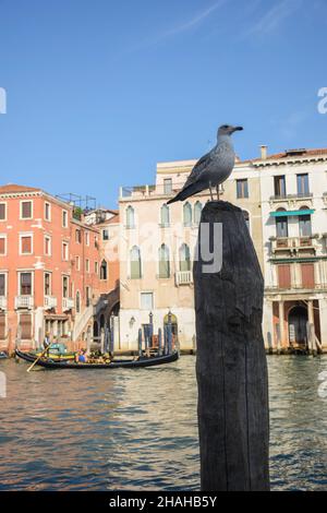 Die Möwe sitzt auf einem senkrecht stehenden Baumstamm auf einem verschwommenen Hintergrund einer schwimmenden Gondel in Venedig, einem blauen Himmel und Häusern auf dem Wasser Stockfoto