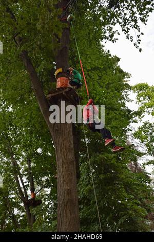 Ein Teenager in einem Schutzhelm klettert in einem Seilpark auf eine Hängeleiter Stockfoto