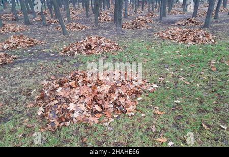 Gesammelt in einem Haufen herbstlicher brauner Blätter liegen zwischen den Bäumen im Park Stockfoto