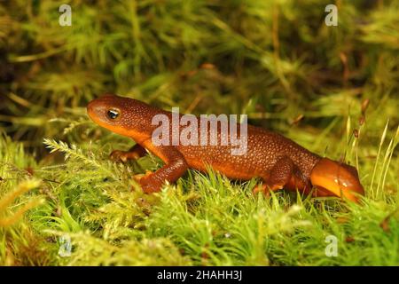 Nahaufnahme eines untererwachsenen weiblichen Rohhäutigen Newt, Taricha granulosa, das auf grünem Moos in Nordkalifornien posiert Stockfoto