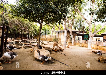 Limassol, Zypern - 12. Dezember 2021 Limassol Zoo, einer der größten in Europa und beherbergt schöne und interessante Tiere, natürlich aussehende Lebensräume Stockfoto