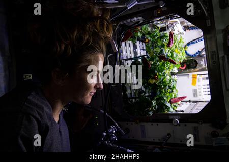 ISS - 26. November 2021 - NASA-Astronaut und Expedition 66 Flugingenieur Kayla Barron untersucht Chilischoten, die im International Spac wachsen Stockfoto