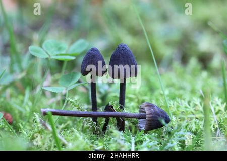 Mycena leucogala (Mycena galopus var. nigra), bekannt als Melkhaube oder der Milchtropfen mycena Stockfoto