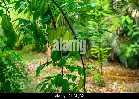 Karambolaschüssel auf Baumzweig nach Regen. Sternfrucht wächst in tropischen privaten Garten. Starfruit-Tee wie eine gute Wahl zum Entspannen. Nahaufnahme der Sternenfrucht. Stockfoto