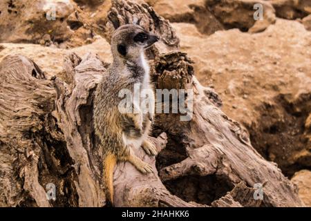 Limassol, Zypern - 12. Dezember 2021 Limassol Zoo, einer der größten in Europa und beherbergt schöne und interessante Tiere, natürlich aussehende Lebensräume Stockfoto