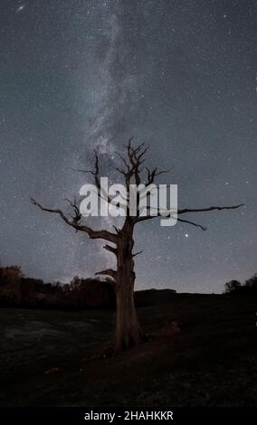 Ein einziger toter Baum vor der Milchstraße auf einem Feld Stockfoto