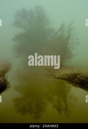 Misty Tree over River Stour Großbritannien Stockfoto