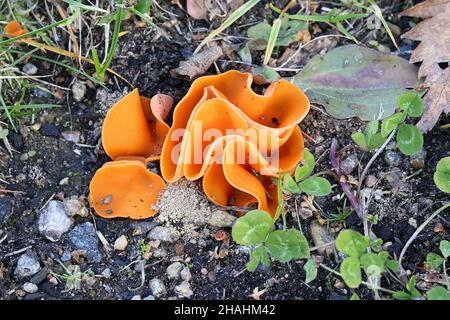 Aleuria aurantia, bekannt als der Orangenschalen-Pilz, Wildpilz aus Finnland Stockfoto