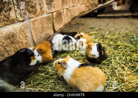 Limassol, Zypern - 12. Dezember 2021 Limassol Zoo, einer der größten in Europa und beherbergt schöne und interessante Tiere, natürlich aussehende Lebensräume Stockfoto