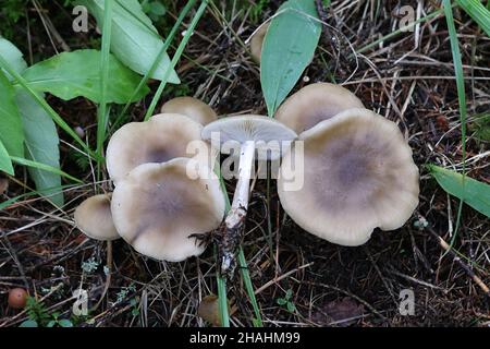 Tricholoma saponaceum, bekannt als die Seife duftenden Fliegenpilz, seifigen Ritter oder Seife tricholoma, wilde Pilze aus Finnland Stockfoto
