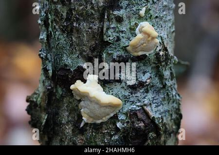 Antrodiella serpula, ein Polyporenpilz, der in Finnland auf Hasel wächst, kein gebräuchlicher englischer Name Stockfoto