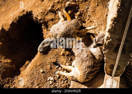 Limassol, Zypern - 12. Dezember 2021 Limassol Zoo, einer der größten in Europa und beherbergt schöne und interessante Tiere, natürlich aussehende Lebensräume Stockfoto