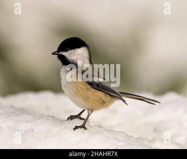 Windhauch-Nahaufnahme, die in der Wintersaison auf Schnee steht, mit einem verschwommenen Hintergrund in der Umgebung und Umgebung des Lebensraums. Stockfoto