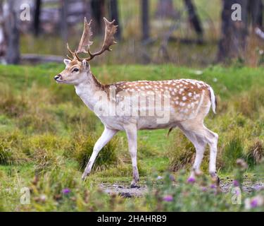 Fahlhirse Nahaufnahme Seitenansicht Wandern auf dem Feld mit einem unscharfen Waldhintergrund, der sein Geweih in seiner Umgebung und Umgebung zeigt. Stockfoto