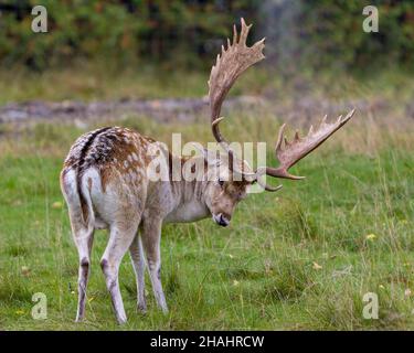 Rotwild-Damwild-Nahaufnahme Seitenprofil im Feld mit einem unscharfen Hintergrund in seiner Umgebung und Lebensraum Umgebung mit großen Geweihen. Stockfoto