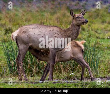 Elchmutter-Kuh, die den kleinen Elch auf dem Feld mit einem unscharfen Blatthintergrund in ihrer Umgebung und Umgebung füttert. Stock-Foto Für Rote Hirse. Stockfoto