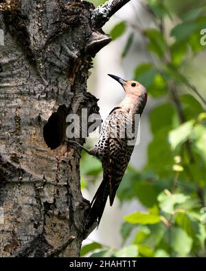 Nördlicher Flicker-Vogel aus der Nähe der Nisthöhle, in seiner Umgebung und Umgebung während der Vogelsaison Paarung auf dem Baum kriechen Stockfoto