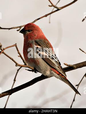 Nahaufnahme des Pine Grosbeak-Profils mit unscharfem Hintergrund in seiner Umgebung und seinem Lebensraum. Grosbeak-Bild. Bild. Hochformat. Foto. Stockfoto