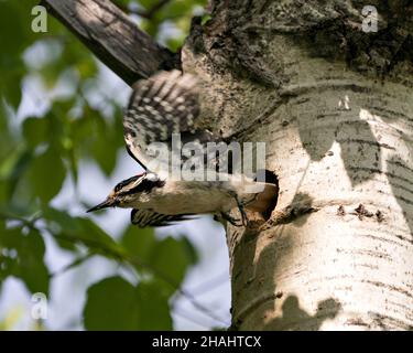 Specht, der aus seinem Nesteingang fliegt, mit ausgebreiteten Flügeln mit verschwommenem Hintergrund in seiner Umgebung und Umgebung. Specht Hairy Stockfoto