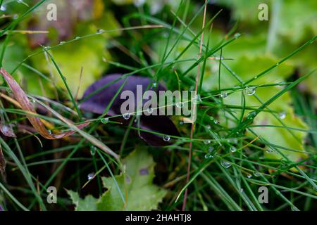 Wassertropfen auf Grashalmen Stockfoto