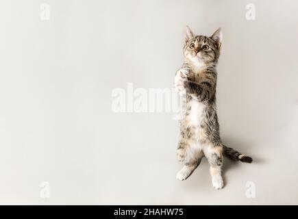 Grau gestromte Katze, die isoliert auf grauem Hintergrund spielt Stockfoto