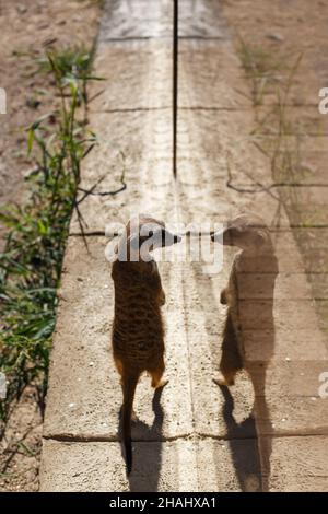 Der Erdmännchen steht auf seinen Hinterbeinen auf der Straße und blickt auf seine Spiegelung. Wildes Tier im Park Stockfoto