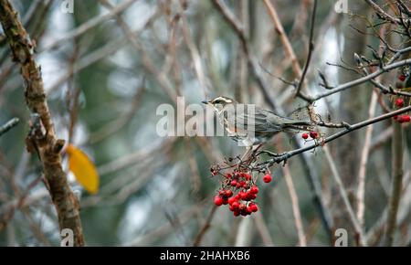 Rotflügel ernähren sich von den Winterbeeren Stockfoto