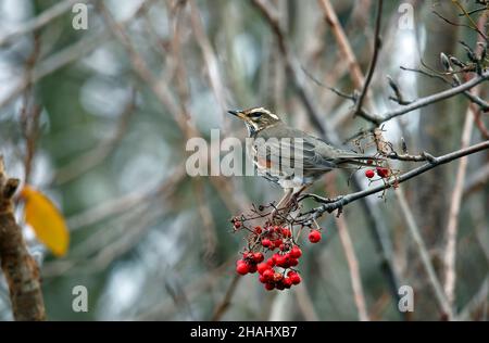 Rotflügel ernähren sich von den Winterbeeren Stockfoto